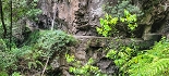 Plants: image 21 Of 208 Thumb